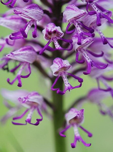 Immagine riferita a: Le orchidee spontanee nella provincia di Trapani